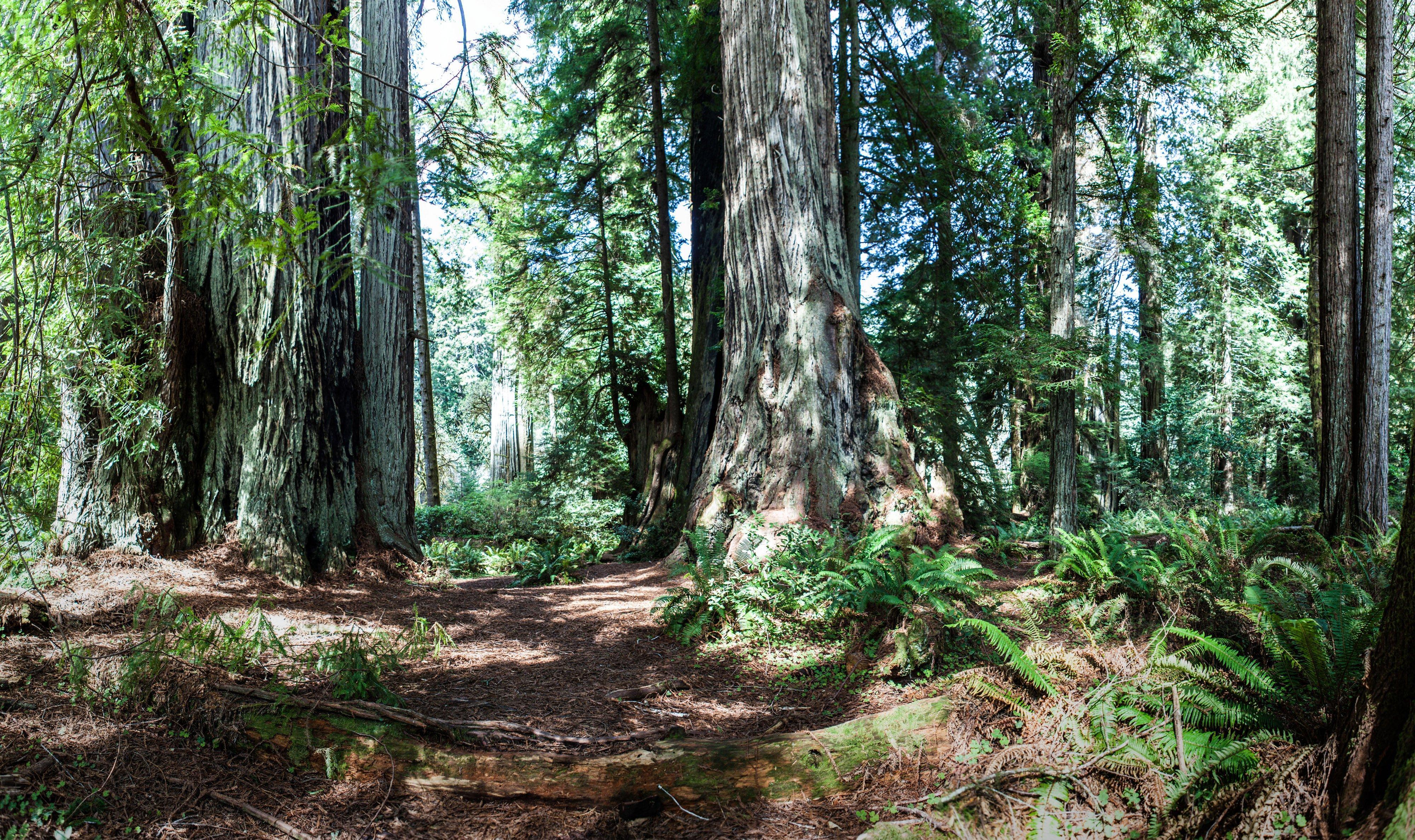 Holiday Inn Express Redwood National Park By Ihg Klamath Exteriér fotografie