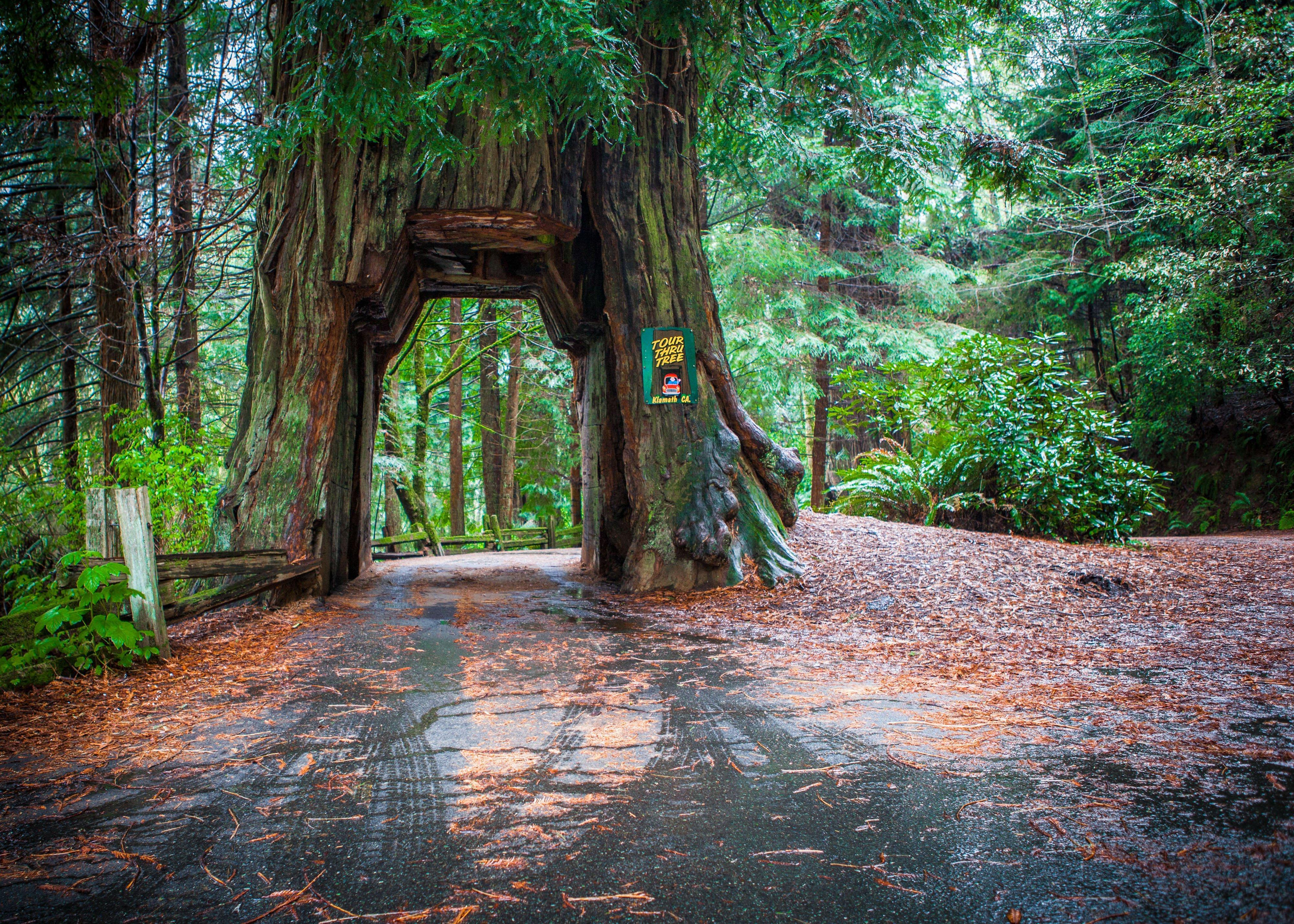 Holiday Inn Express Redwood National Park By Ihg Klamath Exteriér fotografie